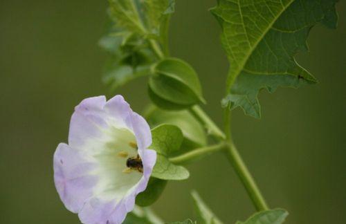 曼陀罗花语与绿色生活（探索曼陀罗花语传递的绿色生活理念）