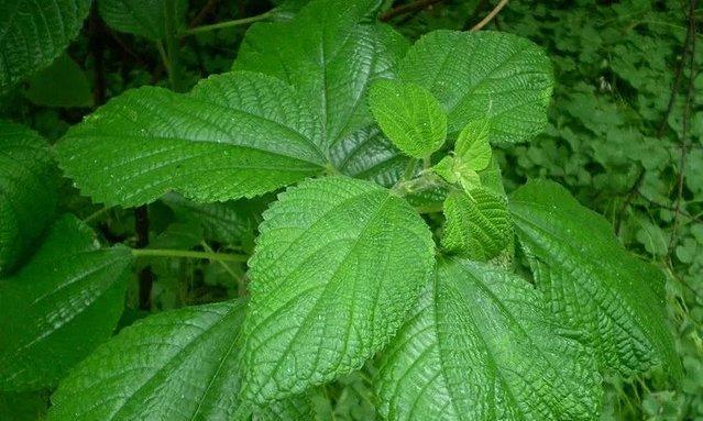 麻叶，一种神奇的植物（探秘麻叶的种类）