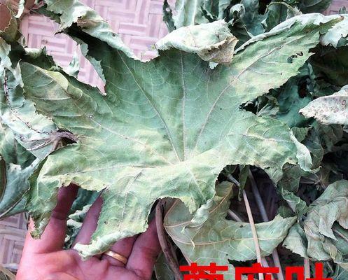 探寻麻叶之谜——解读麻叶植物的叶子（从形态到功能）