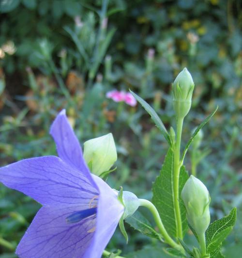 绿菟葵的花语-传递生命力与希望（探索绿菟葵的花语）