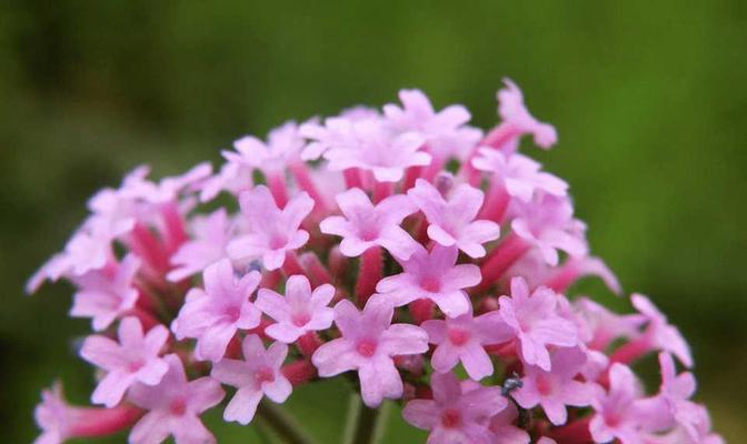 柳叶马鞭草花语及其象征意义（探索柳叶马鞭草的花语和传达的情感）