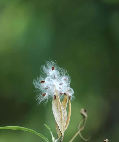 以马利筋花语之美——探秘花朵背后的含义（唤醒心灵的鲜花语言）