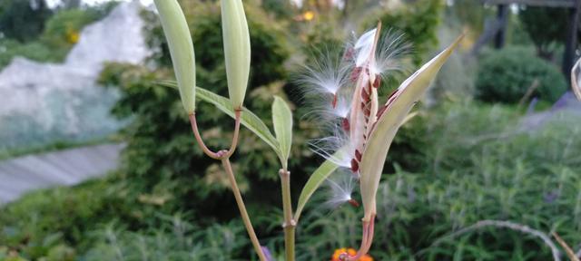 以马利筋花语之美——探秘花朵背后的含义（唤醒心灵的鲜花语言）