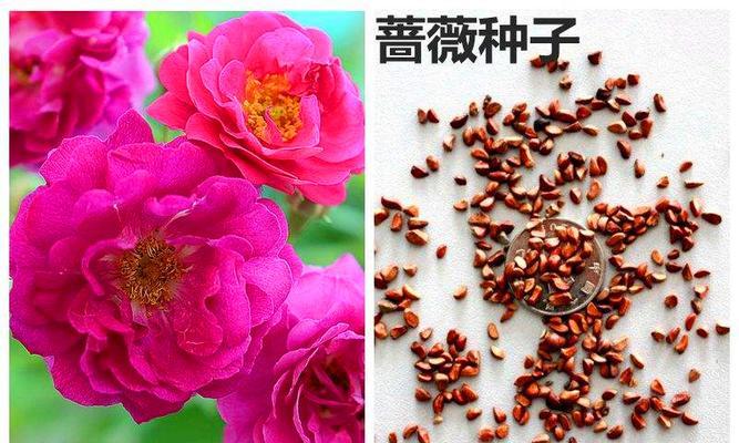 玛格丽特花种子购买指南（寻找高品质种子）