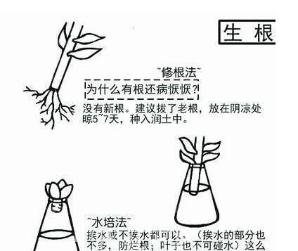 水培玛格丽特花的完美指南（种植方法）