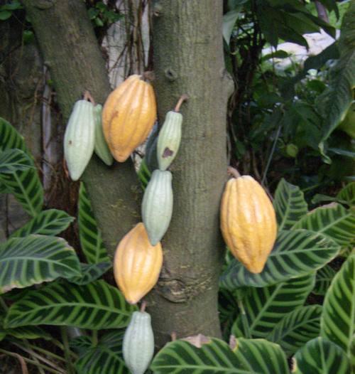 探秘神奇植物——玛咖（从植物分类到功效全解析）