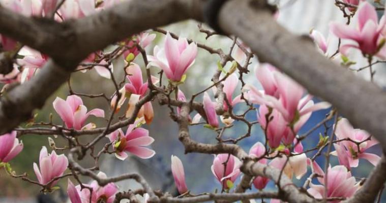 探寻马鞍山市花之谜（揭开马鞍山市花的神秘面纱）