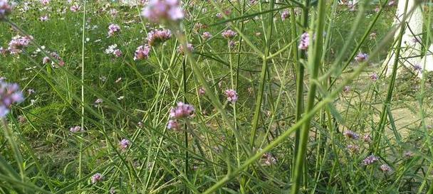 马鞭草——多年生的绿色宝藏（探究马鞭草的特点及其培育方法）