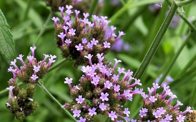 马鞭草的种类、特性及用途（探寻马鞭草的奇妙世界）