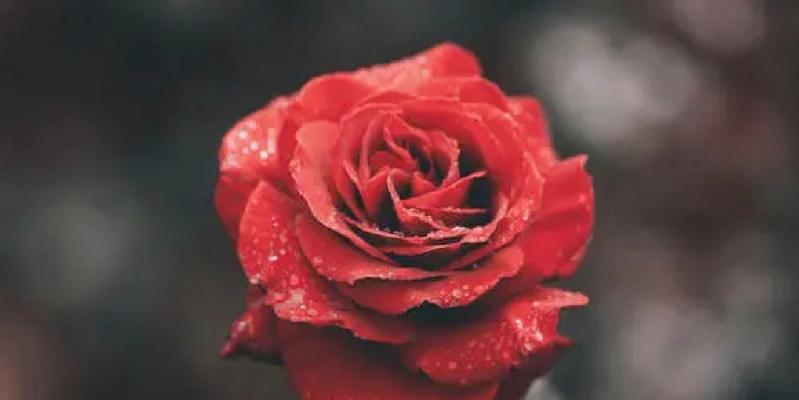 玫瑰花的象征意义及代表的含义（探索玫瑰花的神秘与美丽）