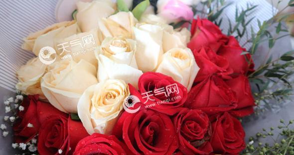 玫瑰花的寓意与象征（红色玫瑰的浓情蜜意——以玫瑰花为代表的爱情寓意）