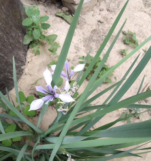 探秘马兰花的开花季节和次数（马兰花一年开几次花）