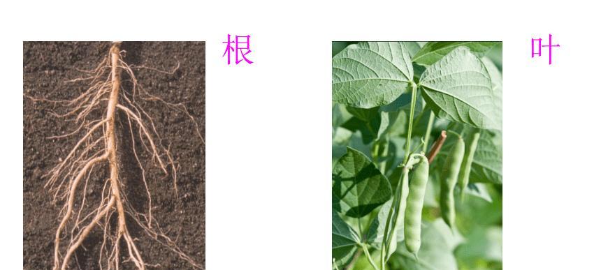 马铃薯是双子叶植物（探讨马铃薯的分类学特征与相关知识）