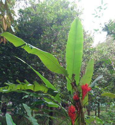 热带植物品种大全（探索热带雨林中丰富多彩的植物世界）