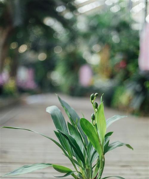 热带植物品种大全（探索热带雨林中丰富多彩的植物世界）