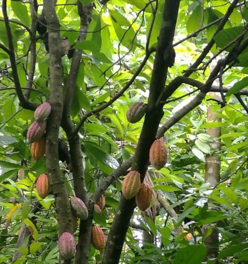 热带植物品种大全（探索热带雨林中丰富多彩的植物世界）