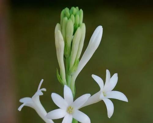 晚香玉花的寓意及象征意义（探寻晚香玉花的花语与文化内涵）