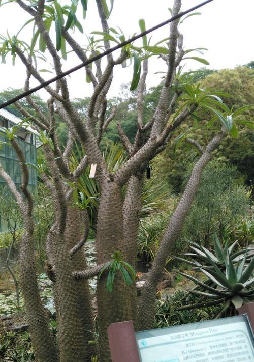 从热带雨林到热带草原，热带植物让我们惊叹（从热带雨林到热带草原）