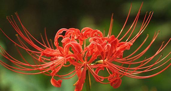 无忧花花语的象征意义（用花语传递心意与情感）