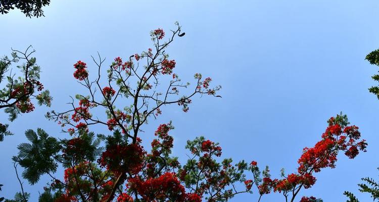 梧桐树的寓意与风水（传承千年的吉祥树｜风水学中的重要象征）