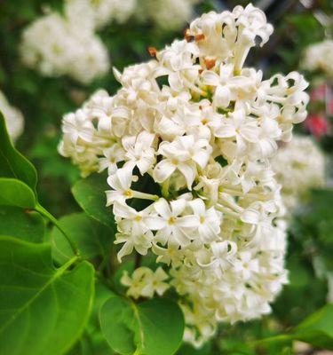 五瓣丁香花的含义与象征（丁香花的美丽传承与深刻意义）