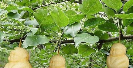 人参果，一种具有多年生特性的神奇植物（了解人参果的生长特点及营养价值）