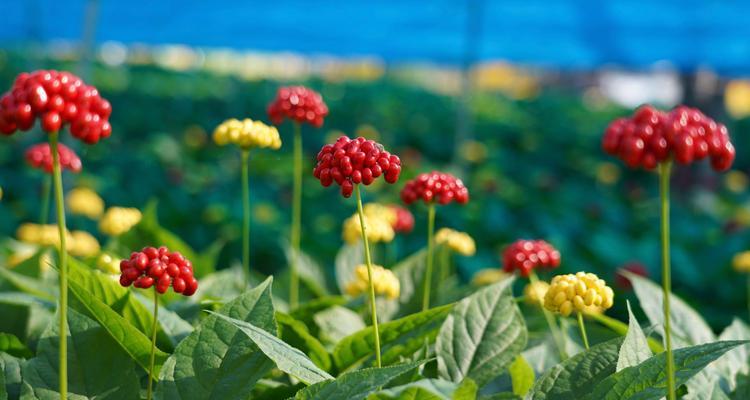 人参果树的开花结果季节（人参果树的生长特点及产量变化）