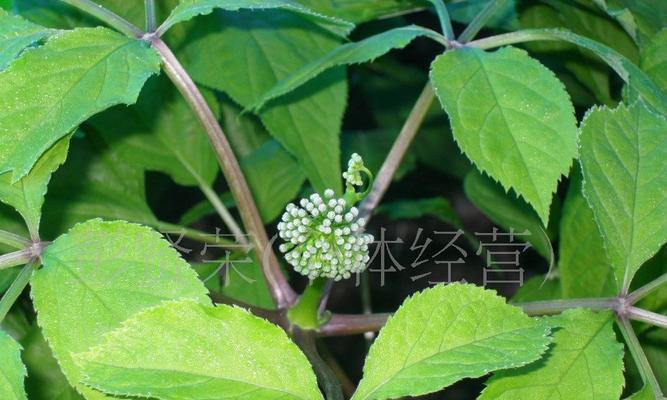 探秘人参花的独特香气（人参花香是什么味道）