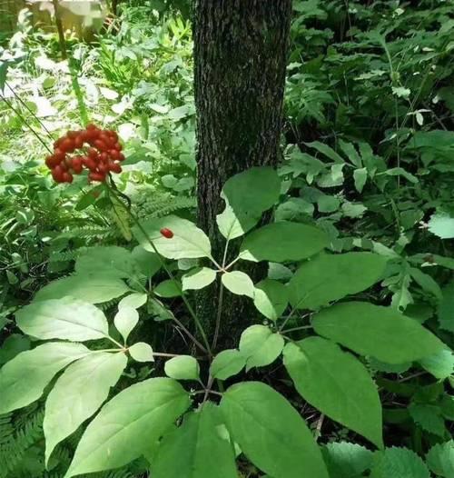 探秘人参花的独特香气（人参花香是什么味道）