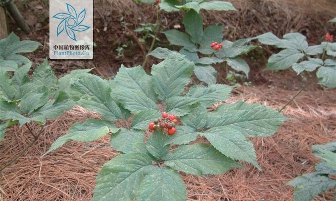 人参收获季节详解（种植人参）