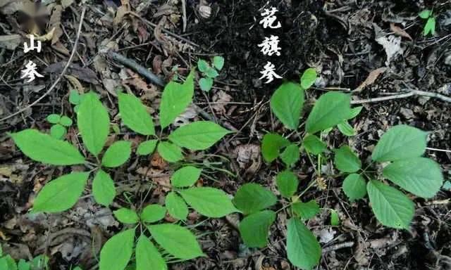 人参种植的最佳时节（掌握种植季节）