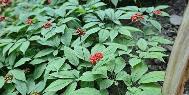 人参的种植技术（从种子到收获）