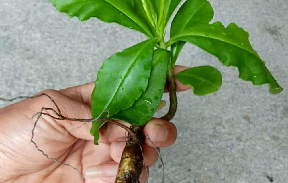 如何选择最佳的人参种植时间（探索人参种植最佳季节）