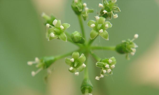 人参开花时间和生长周期详解（探究人参开花时间及对其生长的影响）