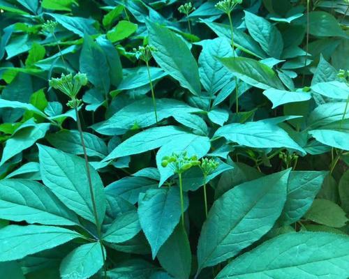 人参，一种多年生草本植物（了解人参的生长习性和价值）