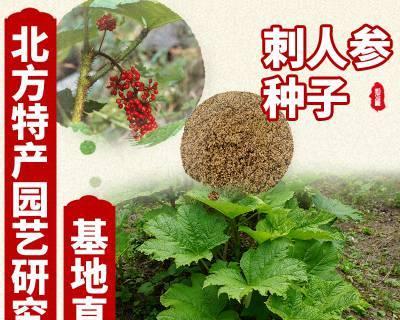 人参种子的种植方法（从选种到成活全攻略）