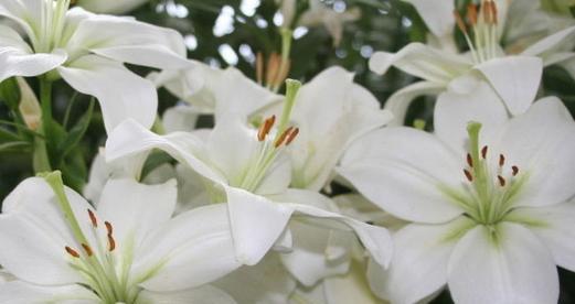 香水百合花开的美丽与芬芳（探寻香水百合的开花周期与花语之秘）