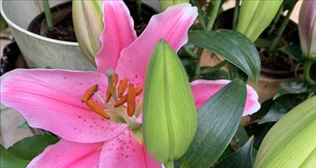 百合花香水，美好的芬芳与寓意（百合花香水的花语和象征意义）