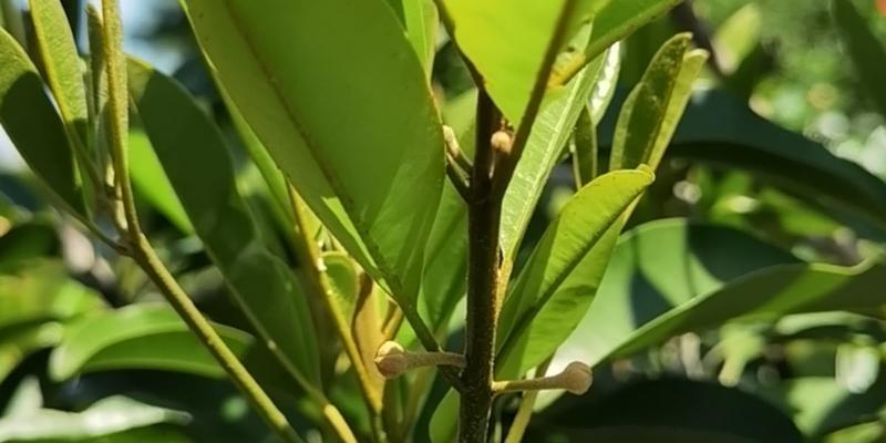 人心果的开花特点（探讨人心果的花期与开花次数）