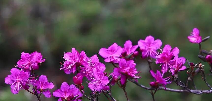 日本国花——樱花（探秘日本樱花文化的历史和现状）