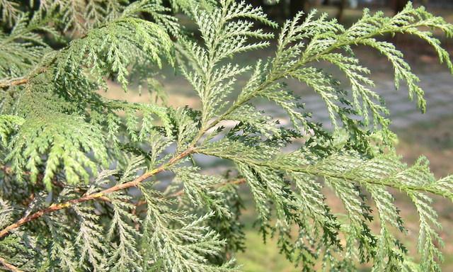 日本冷杉：裸子植物的代表