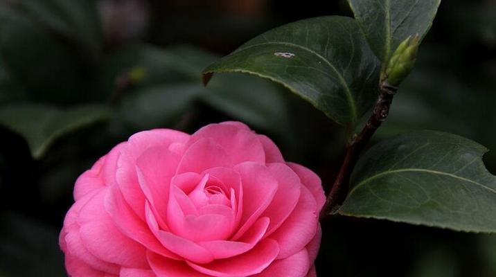 赏花也读花——解读日本山茶花的花语及代表意义（探寻山茶花的神秘与美丽）