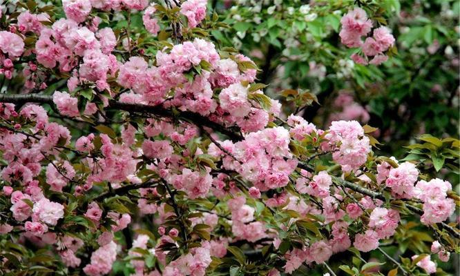 日本晚樱开花季节（赏樱的最佳时间和地点）