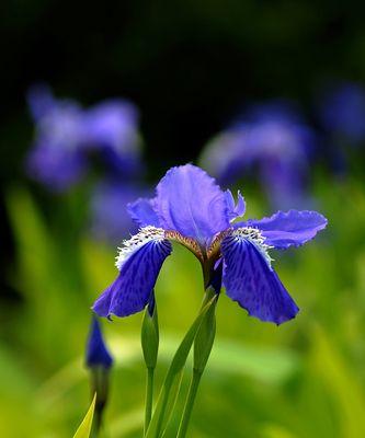 笑靥花——开朗笑脸的象征（传递快乐）