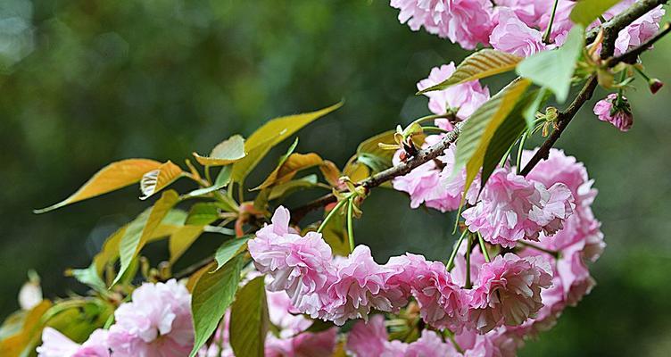 日本晚樱开花季节（赏樱的最佳时间和地点）