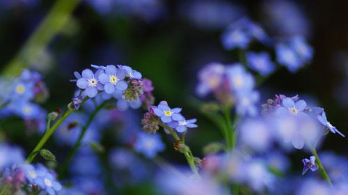 星辰花（探索星辰花的花语与魅力）