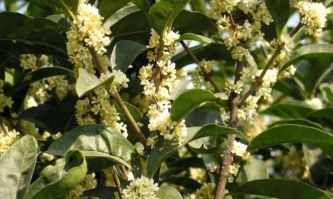 了解日香桂的花期和魅力（了解日香桂的花期和魅力）