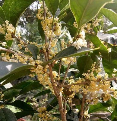 日香桂的花期与开花频率（探究日香桂一年开几次花的原因和影响因素）