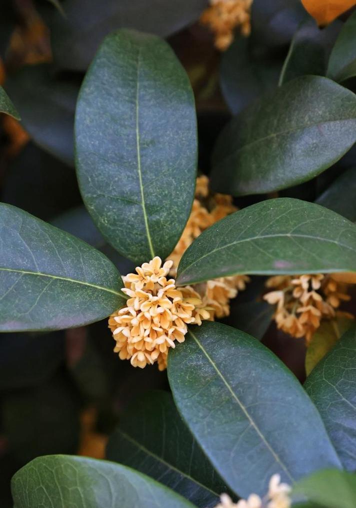 日照市花——桂花的象征意义（传承中华文化之美——日照桂花）