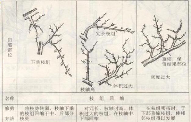 绒球门廊的修剪技巧（打造美丽舒适的门廊空间）